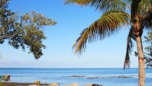 A beach with clear blue water, a palm tree, and rocky outcrops. - Conch Key Fishing Lodge and Marina (Marathon)