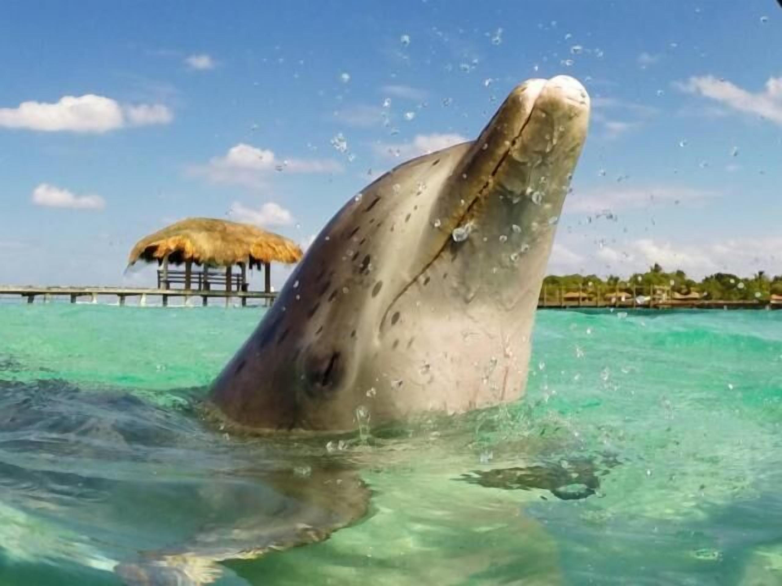 A whale's head above water with a thatched-roof structure in the background.