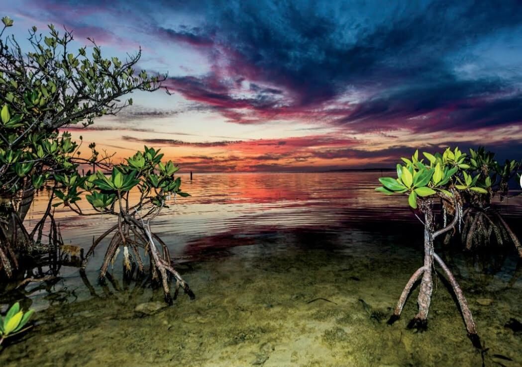 Een mangrovegebied met helder water en een zonsondergang.