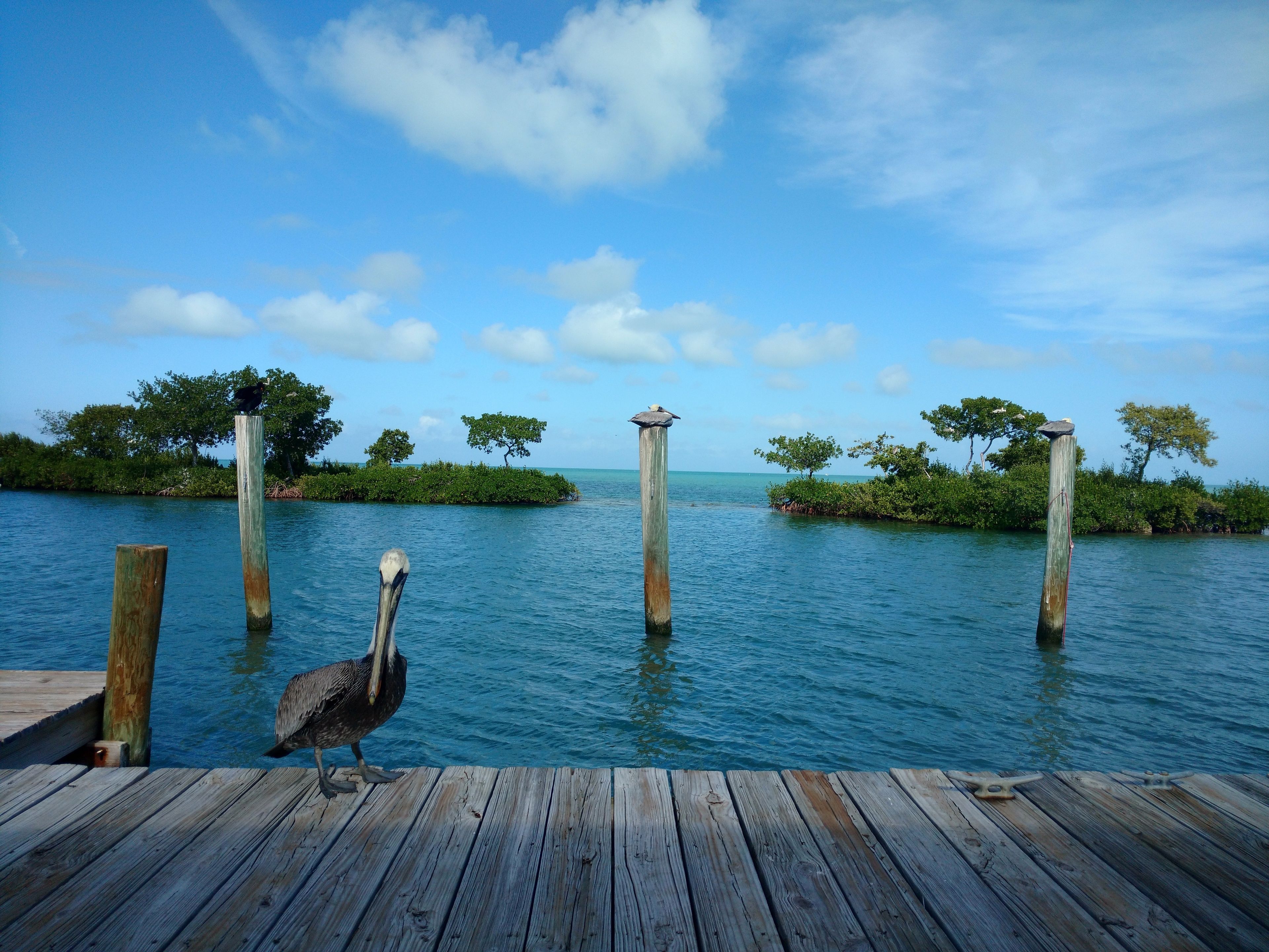 Un muelle de madera que se adentra en aguas azules y tranquilas, con un cielo despejado.