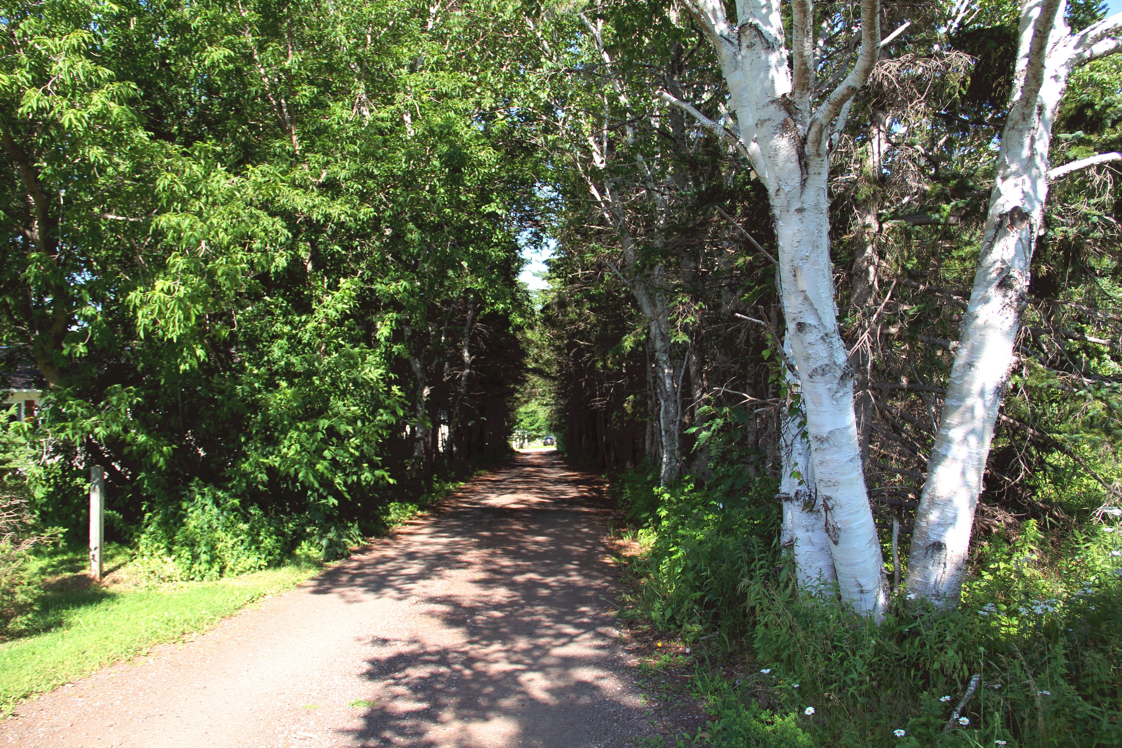 A narrow, tree-lined path with dense foliage on both sides.