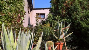 A garden with large agave plants, a cactus, and a variety of other greenery.