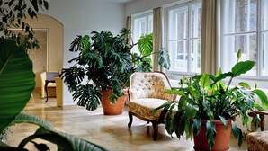 Um quarto espaçoso com uma grande janela, uma poltrona confortável e várias plantas em vasos.