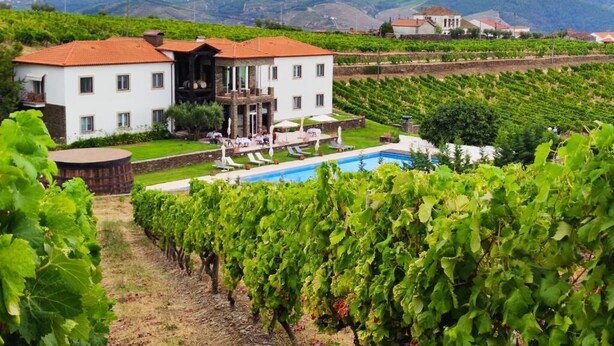 Un viñedo con hileras de vides, un edificio blanco con techo rojo y una piscina.