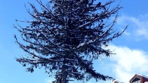 Um edifício coberto de neve com uma grande árvore perene na frente.
