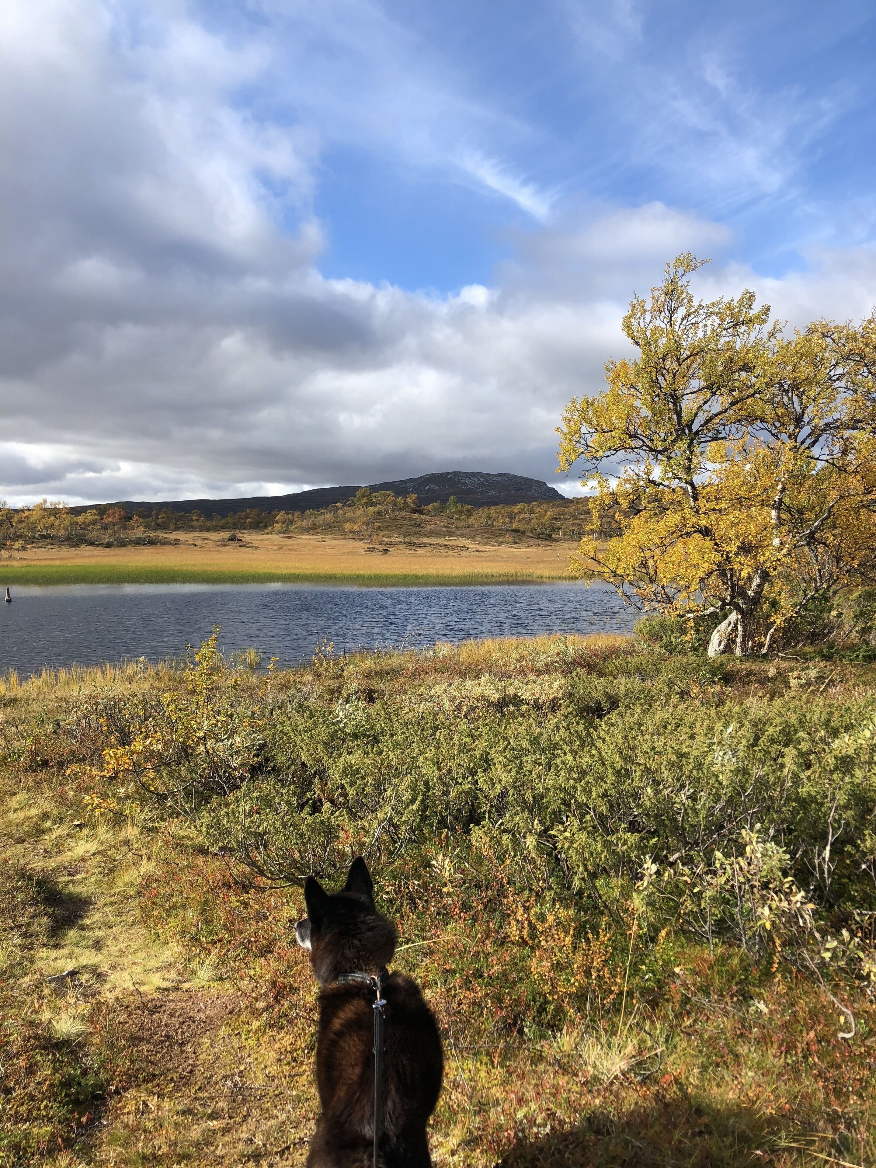 A dog on a leash overlooking a lake with a mountain in the background.