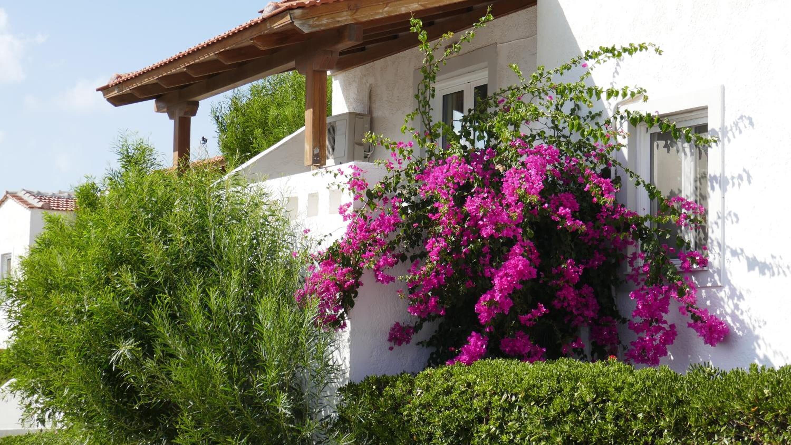 Ein weißes Gebäude mit einer Holzpergola und leuchtend rosa Bougainvilleenblüten.