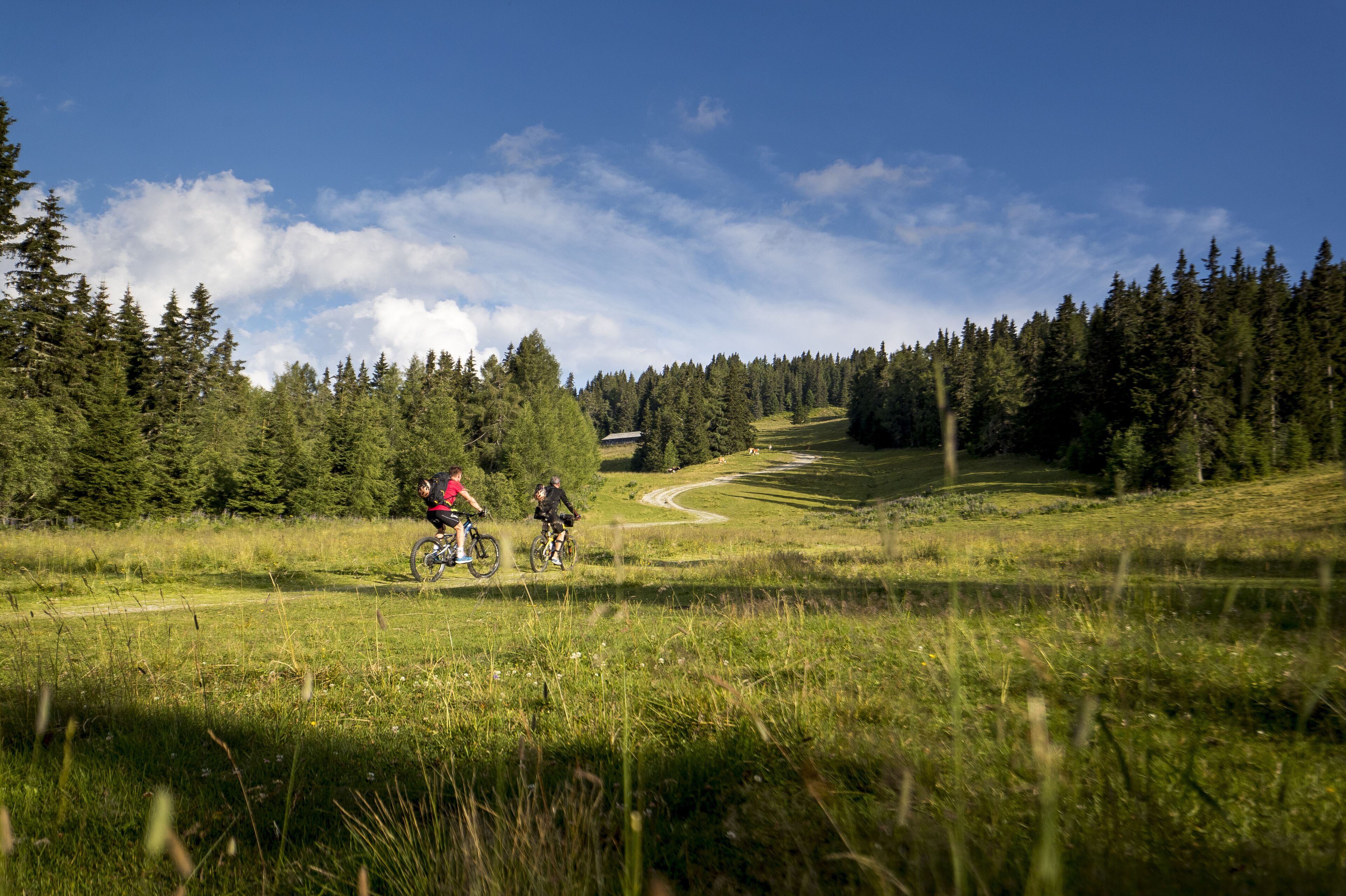 Un champ verdoyant avec un sentier sinueux et une forêt dense en arrière-plan.