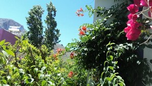 Un jardin avec différentes plantes et fleurs, une montagne en arrière-plan et un bâtiment partiellement visible.