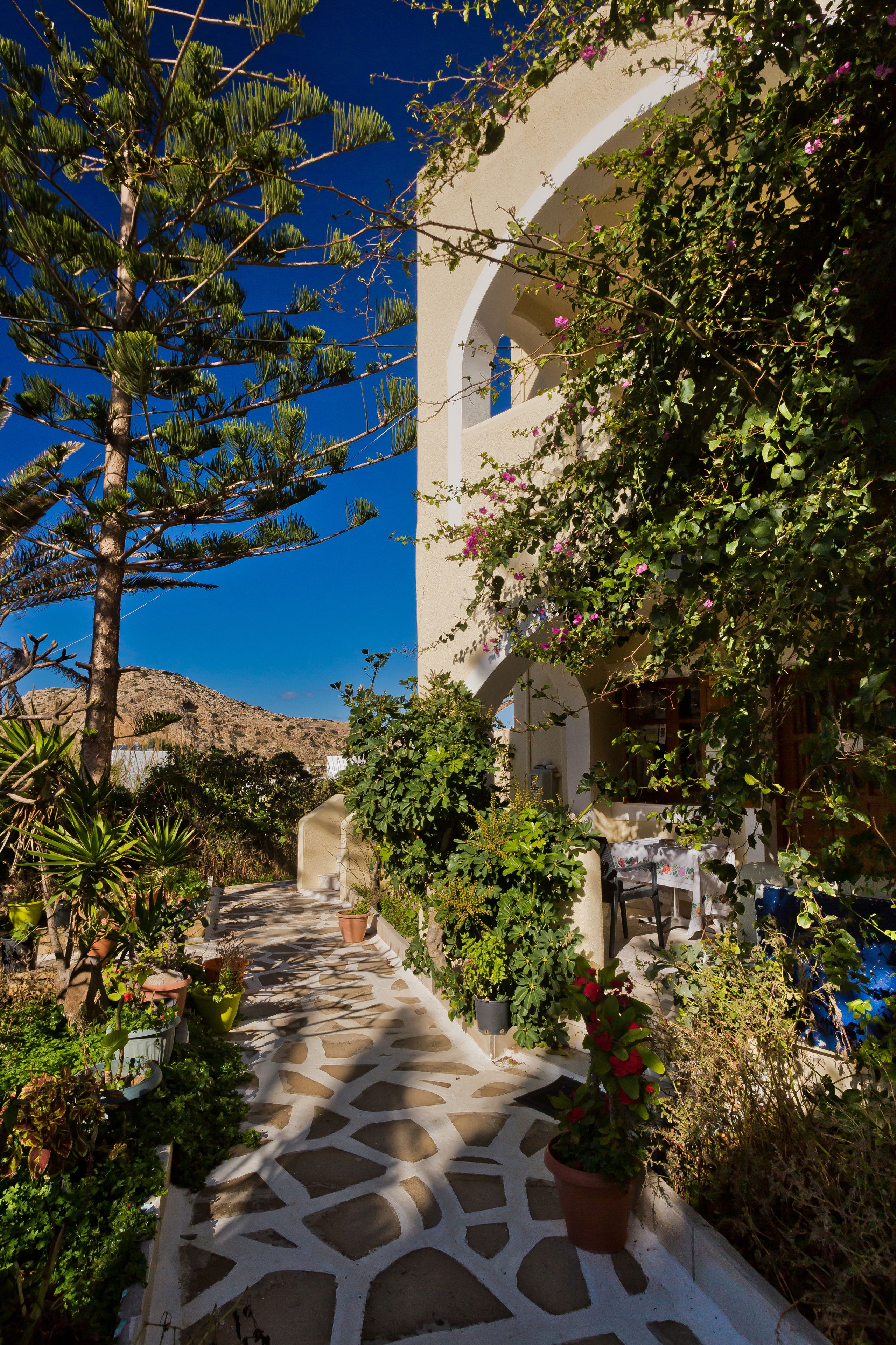Un vialetto conduce a un edificio con pavimento in pietra, circondato da numerose piante in vaso e un albero di grandi dimensioni.