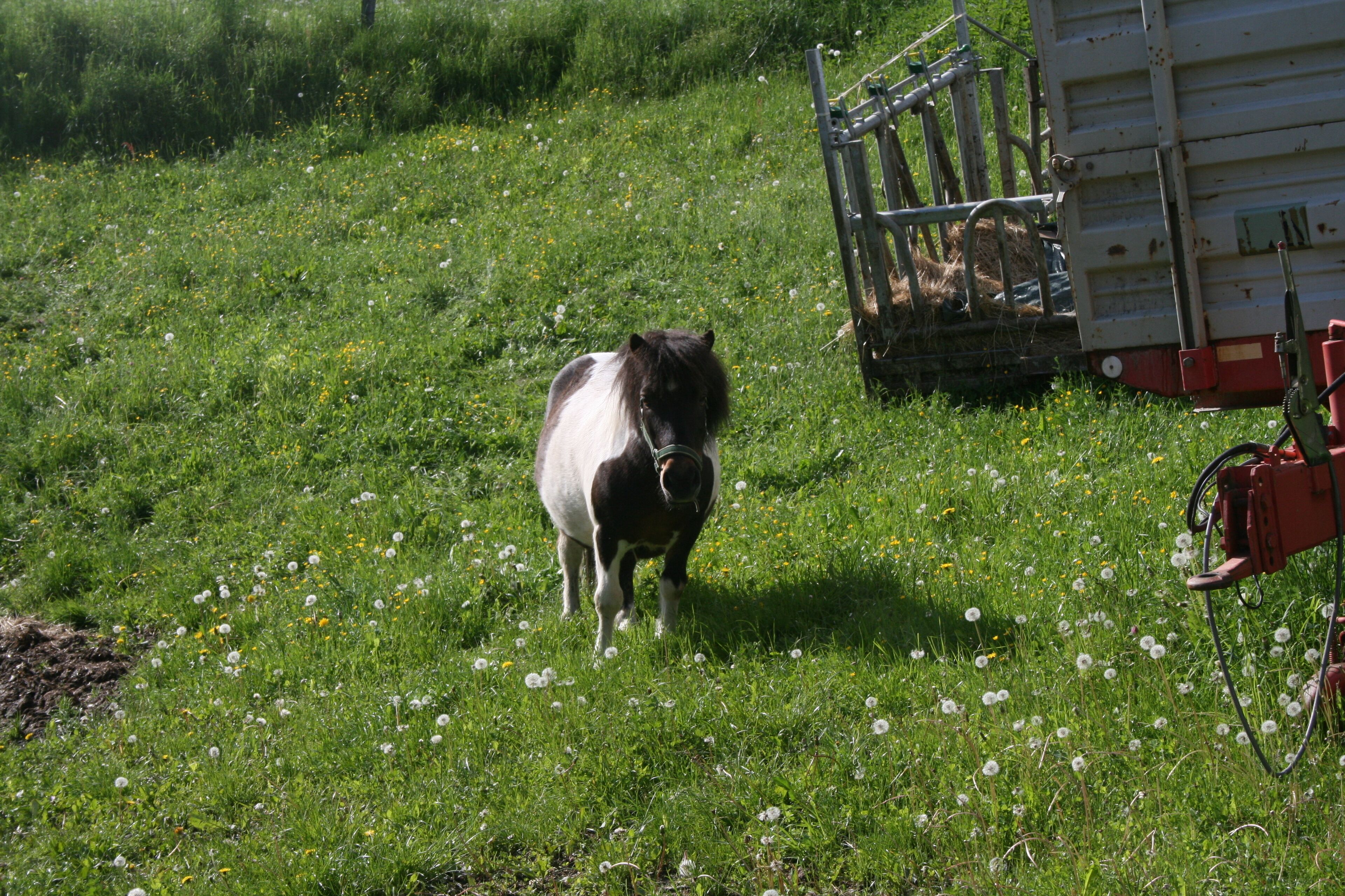 A small horse standing in a grassy field with a trailer nearby.
