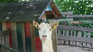 A llama with ear tags in a rustic enclosure with wooden fences and a small wooden structure in the background. - Gasthof ZUM KRAMER (Gurk)