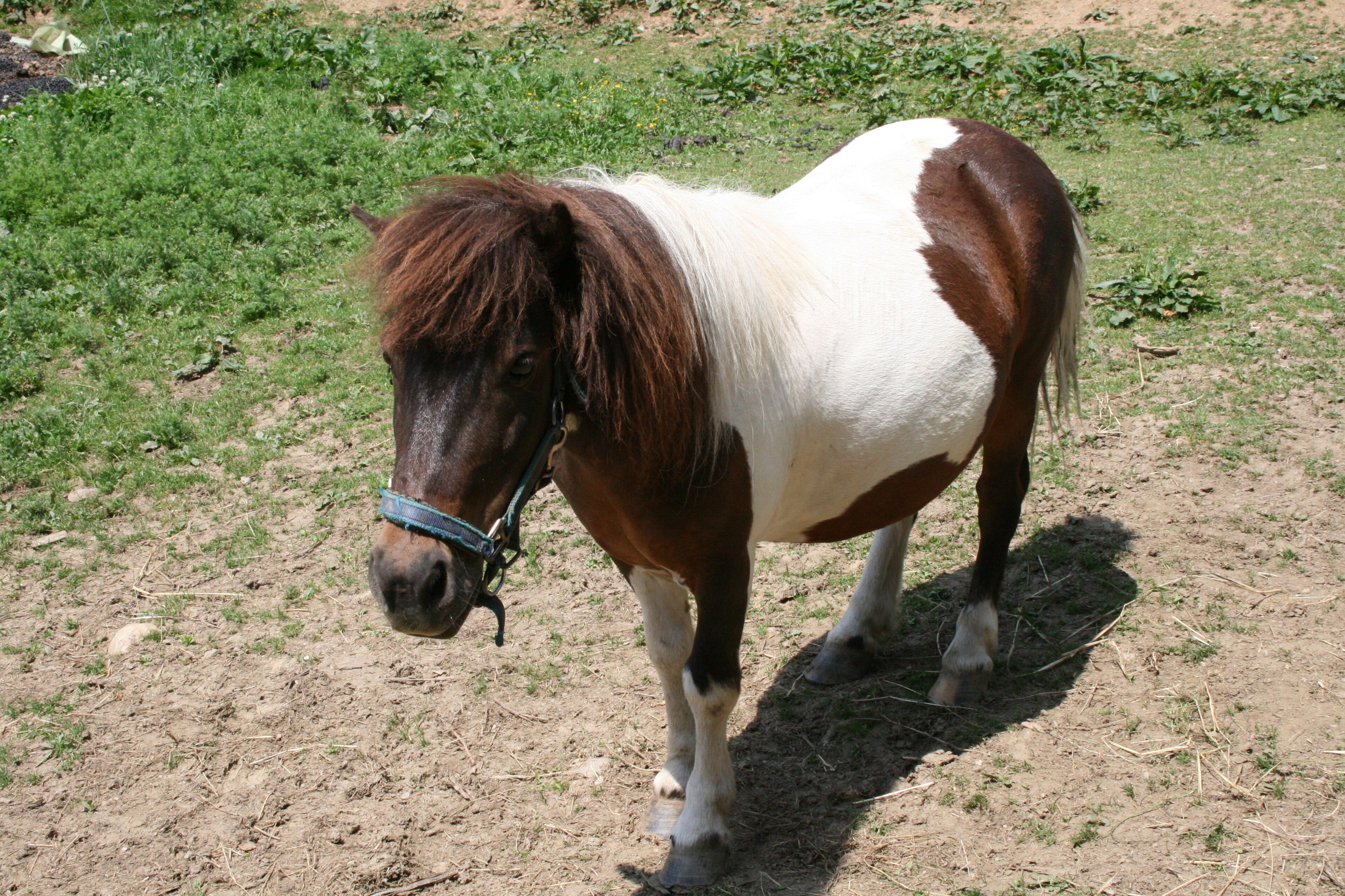 Un caballo pequeño de pelaje marrón y blanco pastando en un campo cubierto de hierba.