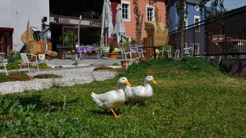 Two ducks walking on grass in front of a building with a sign that reads "GLASHAU".