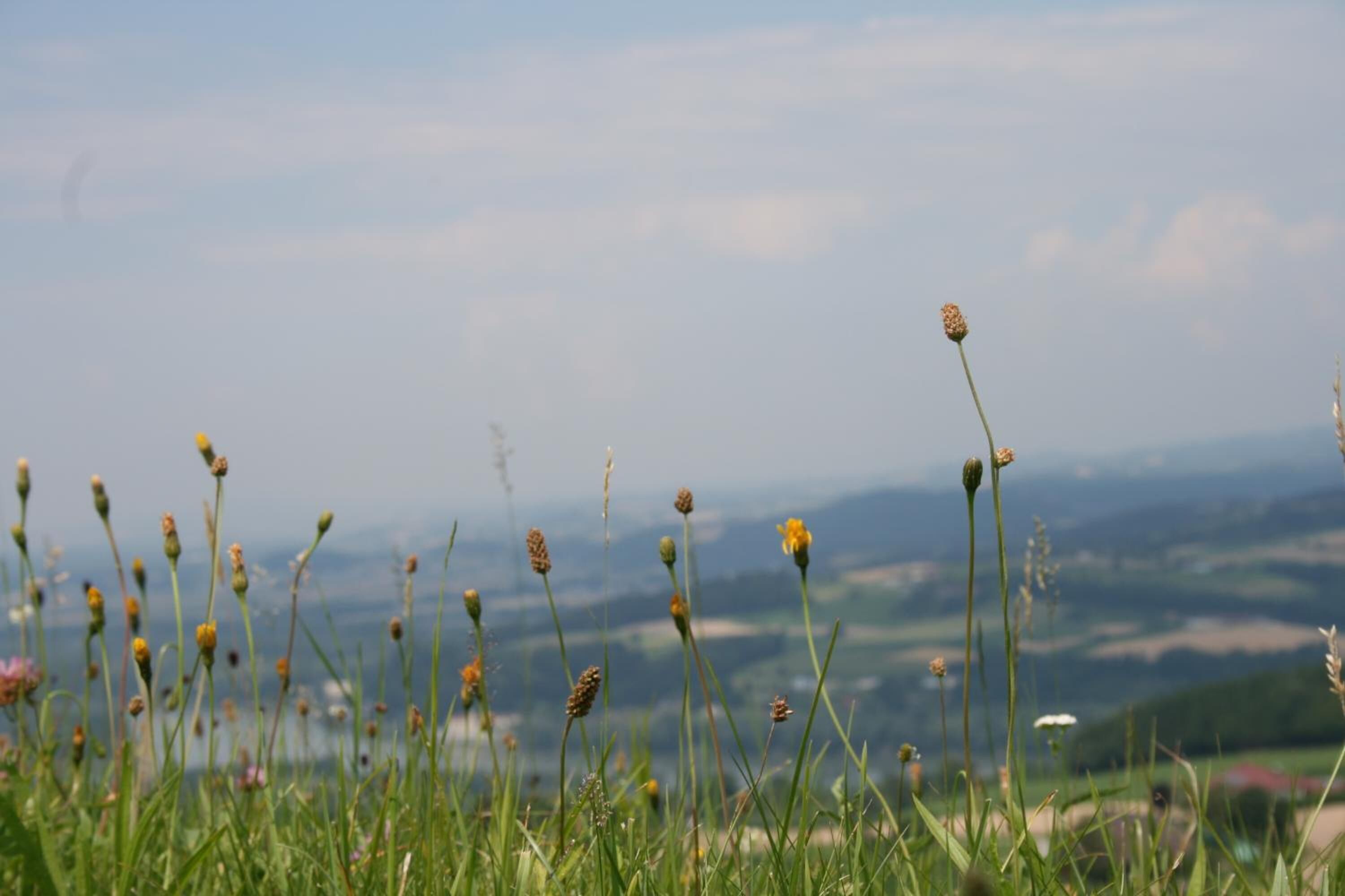 Un champ herbeux, parsemé de hautes plantes, d’où l’on aperçoit une vallée au loin.