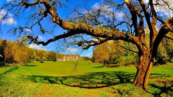 Ein großer Baum mit weit ausladenden Ästen in einer grünen Wiese, im Hintergrund ein Gebäude.