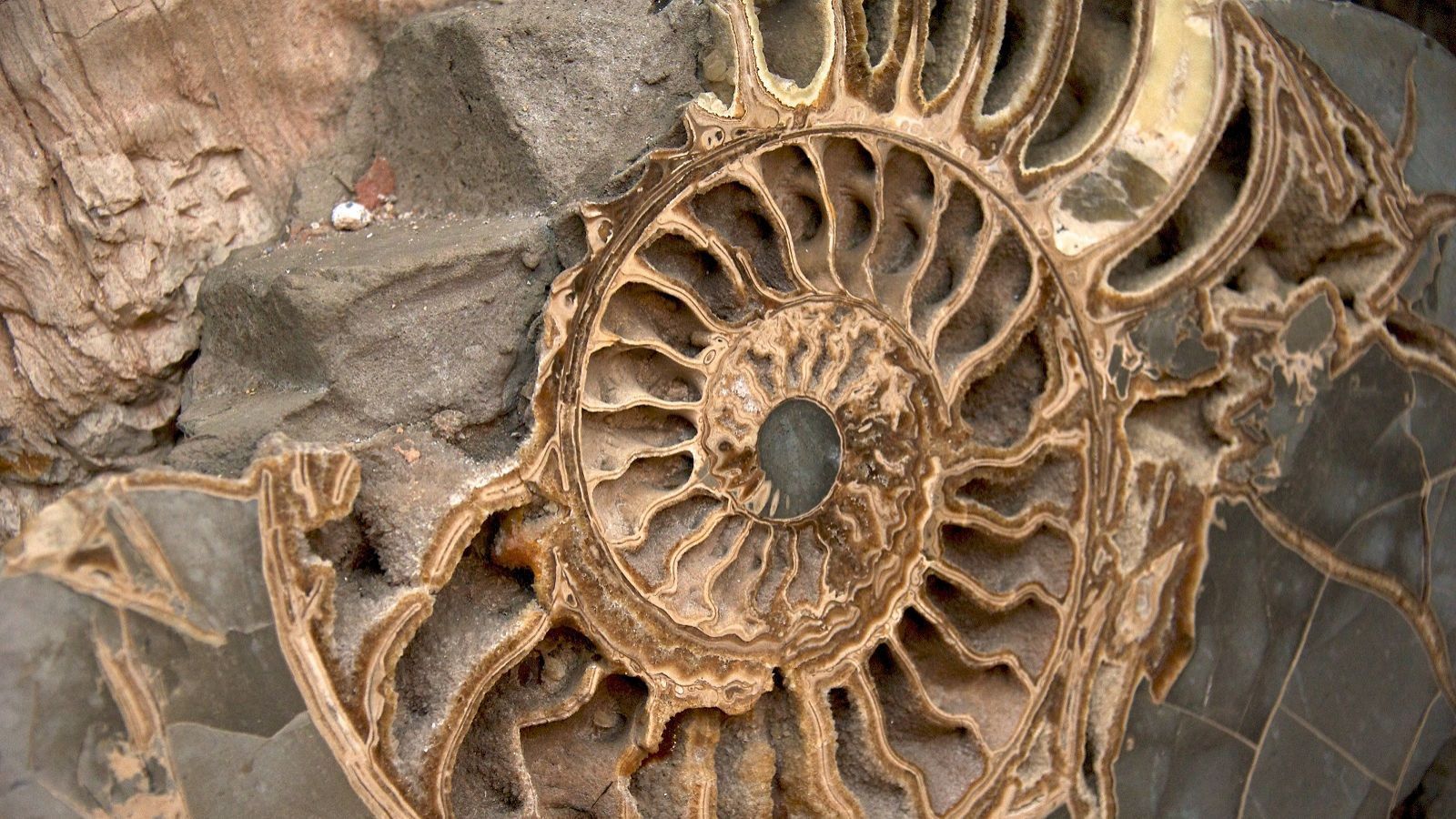 Primer plano de una concha de ammonite fosilizada incrustada en roca.