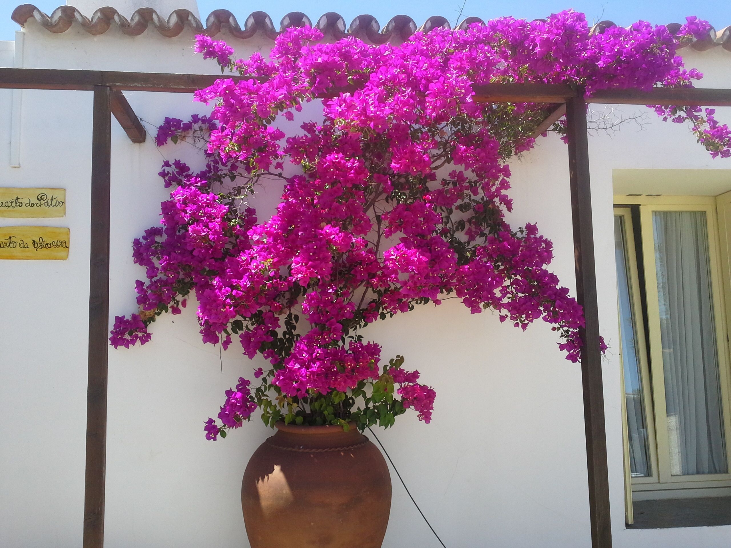 A potted bougainvillea plant with a large, round terracotta pot.