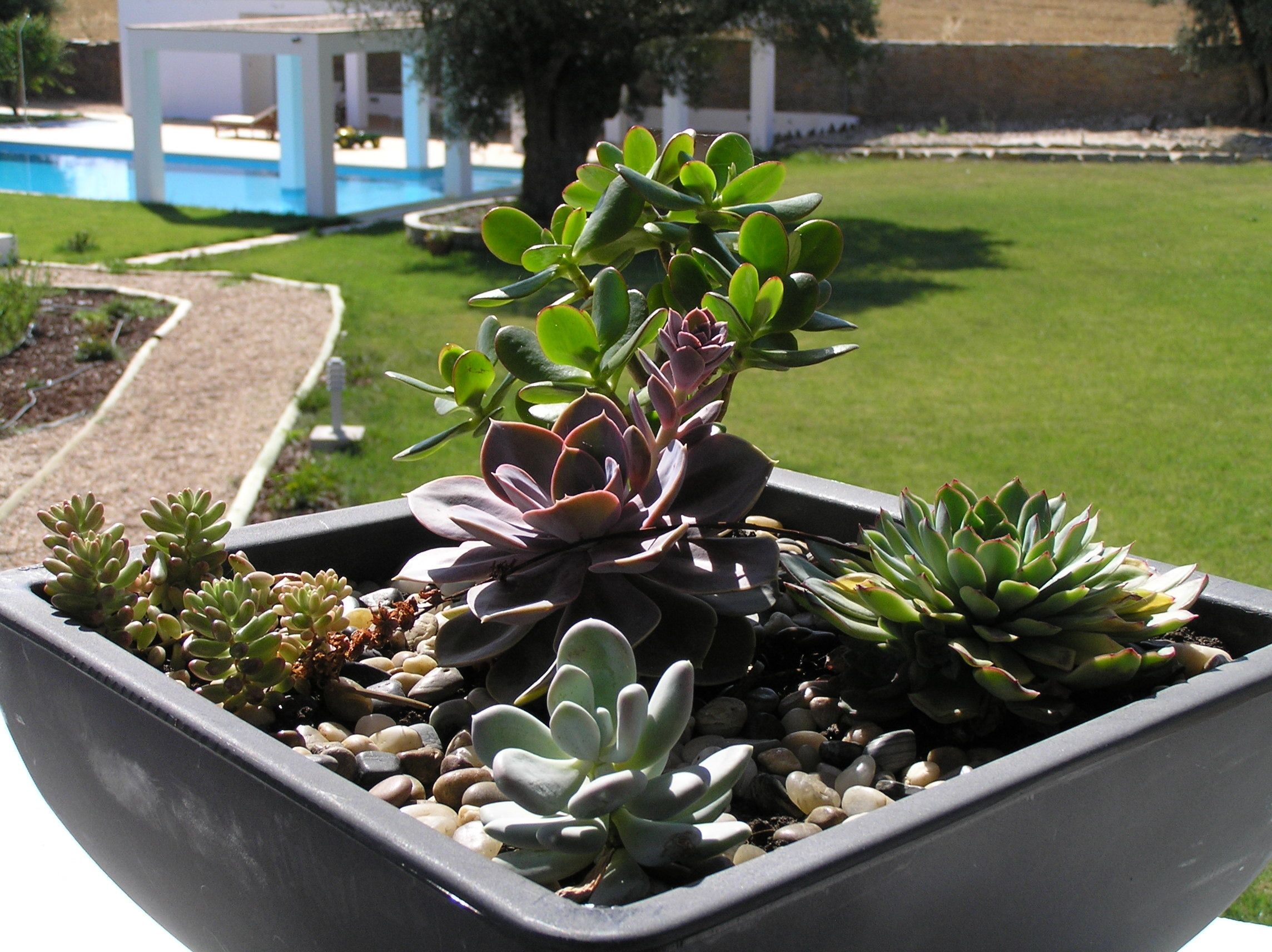 Un jardín de suculentas en maceta con diversos tipos de plantas suculentas y piedras decorativas.