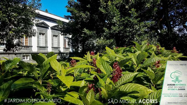 A botanical garden with lush greenery and a classical building in the background. - Casa Do Jardim (Ponta Delgada)