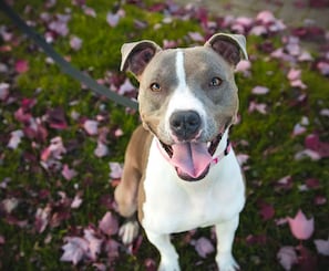 Un perro de pelaje blanco y marrón sentado sobre césped con flores rosadas a su alrededor.