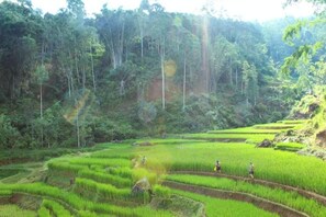 Miscellaneous - Toraja Misiliana (Rinding Batu)