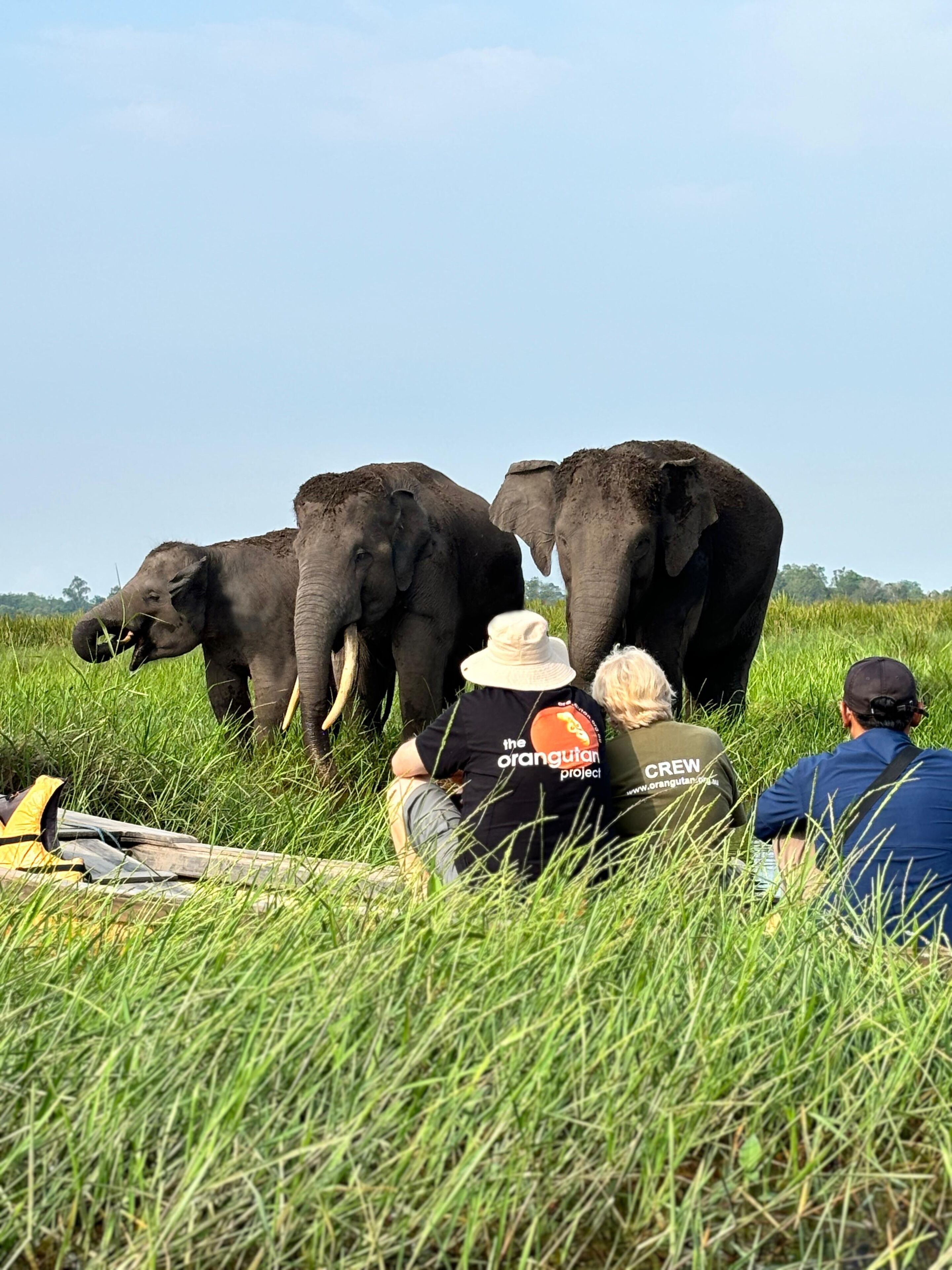 A group of elephants in a grassy field with people observing.