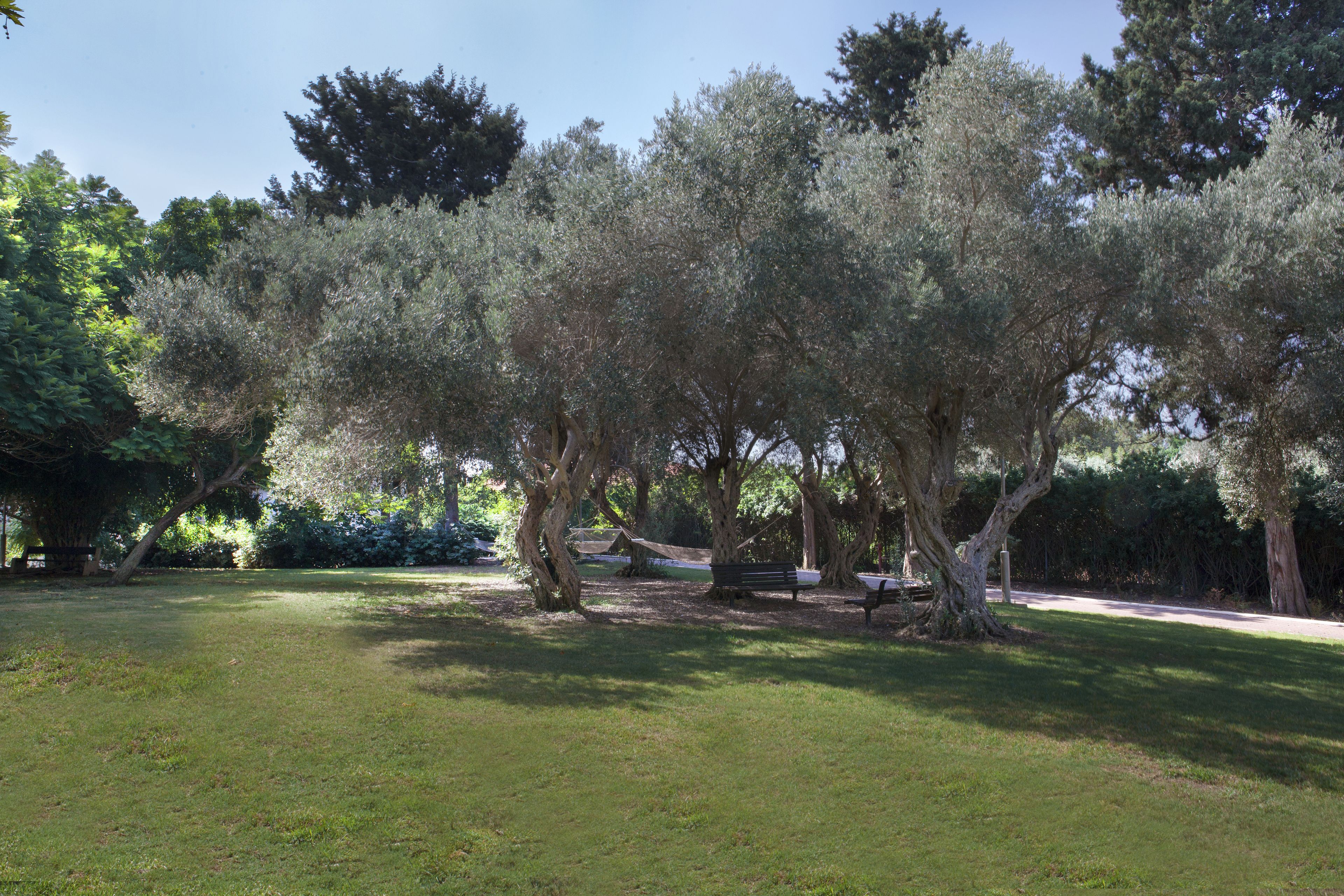 A park with olive trees, a bench, and a pathway.