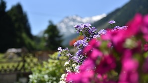 A garden with various flowers and a mountain in the background. - Apartment Fernerkogel (Gries im Sellrain)