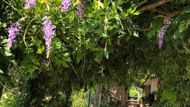 Un sendero de piedra que conduce a un muro de ladrillo con cerca de metal verde y una pérgola cubierta de flores moradas.