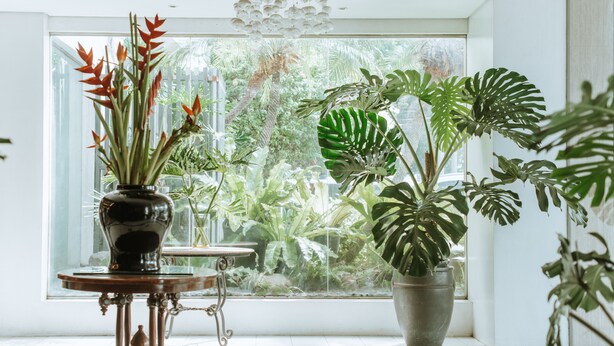 Una habitación con un ventanal grande, una mesa con un florero y varias plantas en macetas.