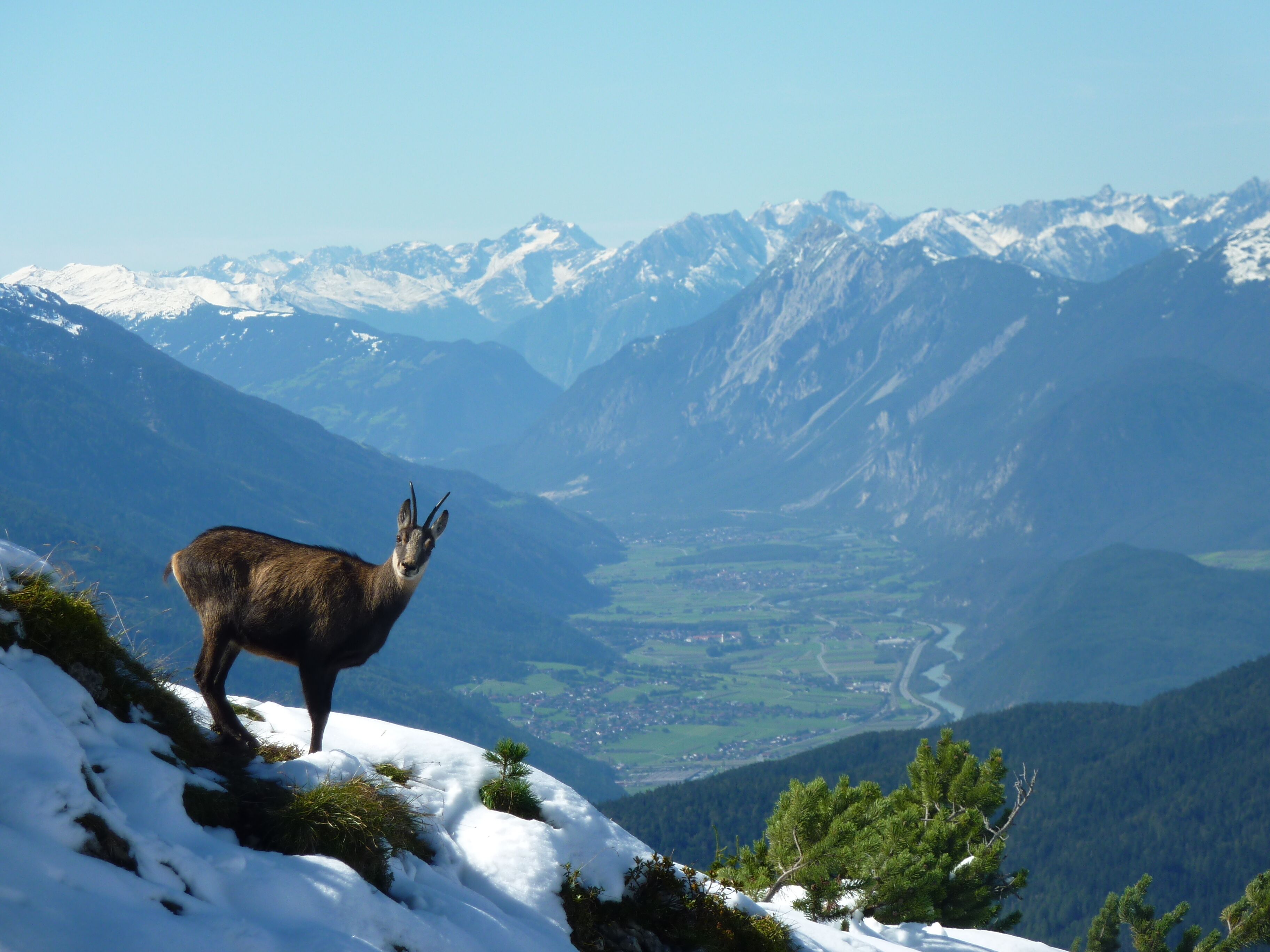 Un paysage de montagne avec un cerf sur une pente enneigée.