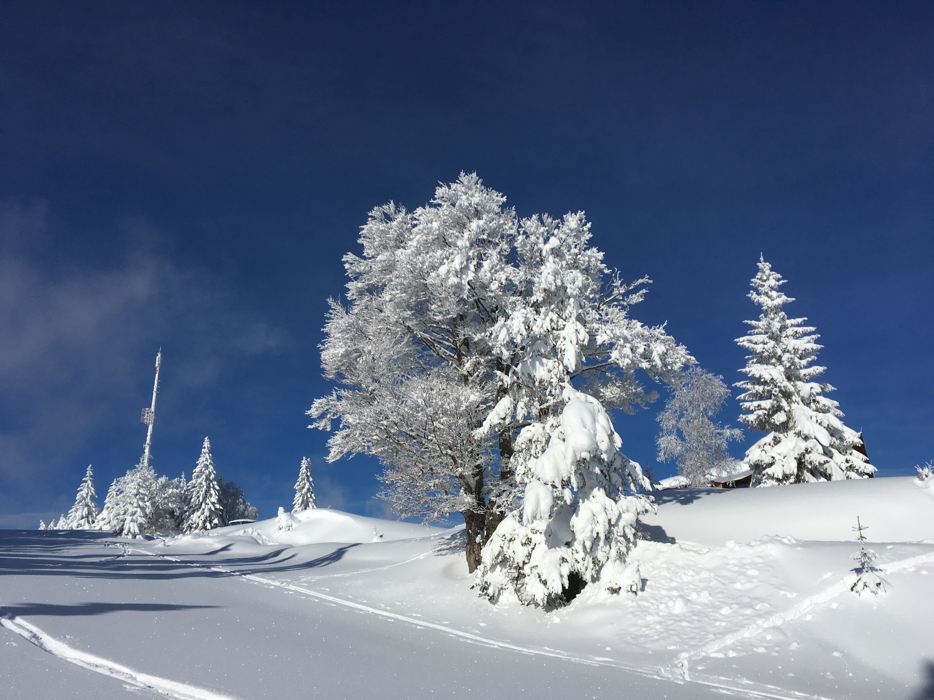 Un paisaje nevado con árboles cubiertos de nieve y un cielo azul despejado.