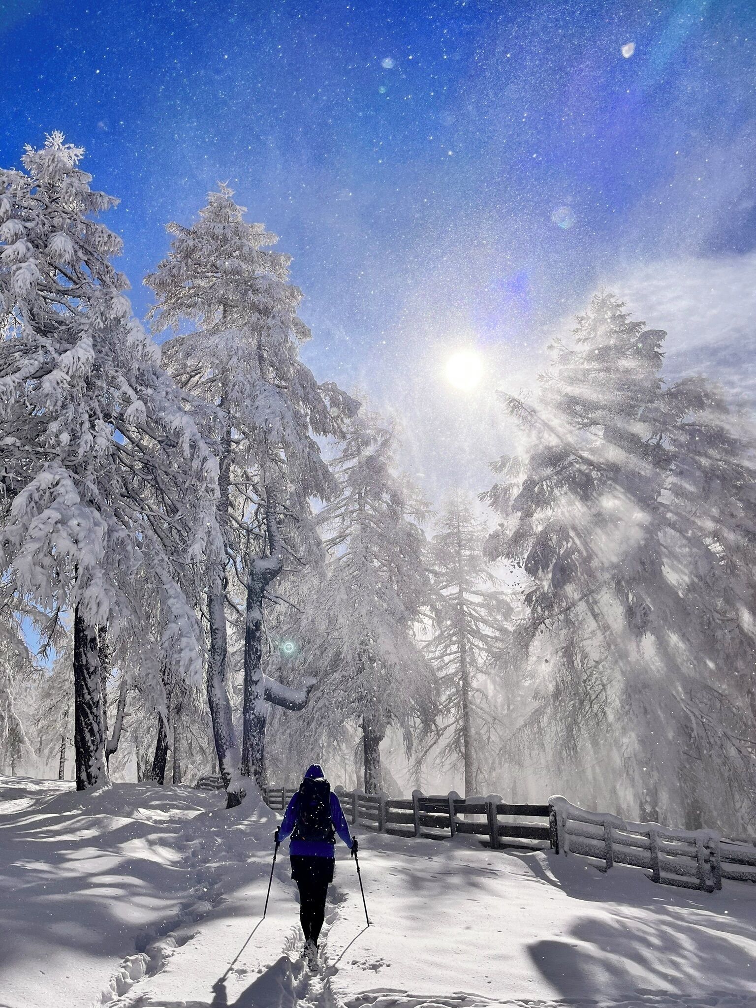 A person cross-country skiing in a snowy forest with a clear sky.