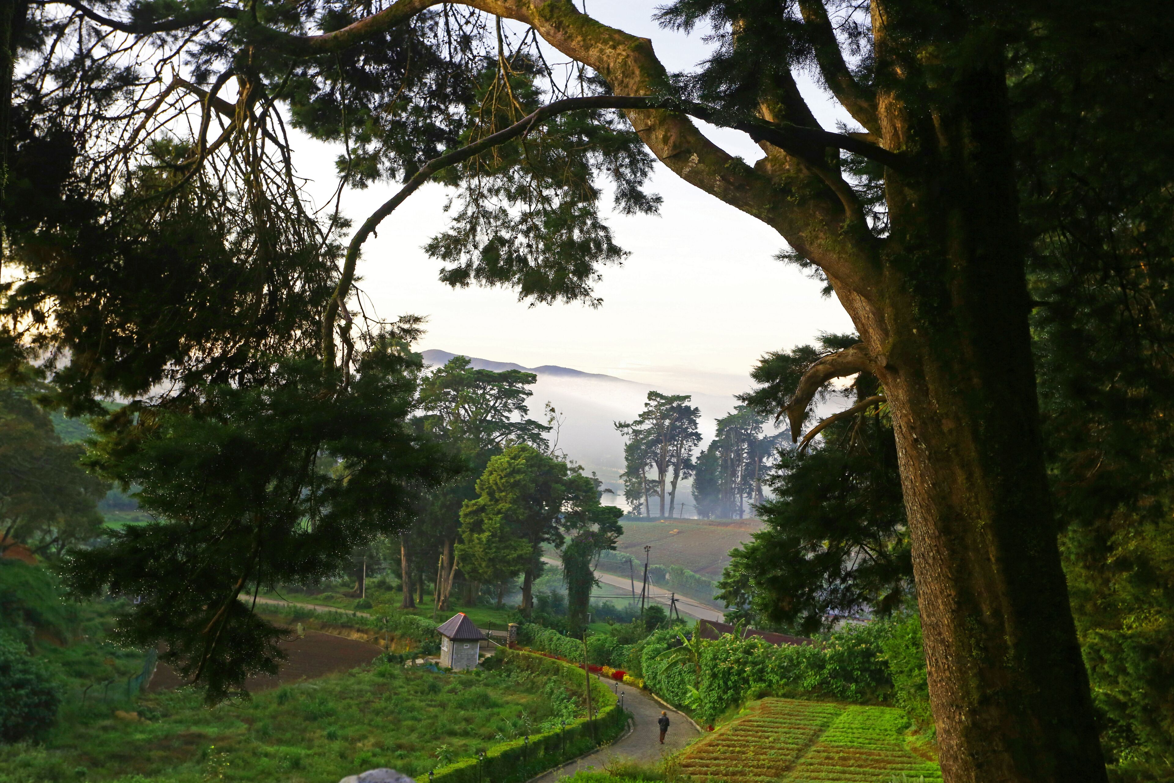 A rural landscape with a winding path, trees, and a small building.