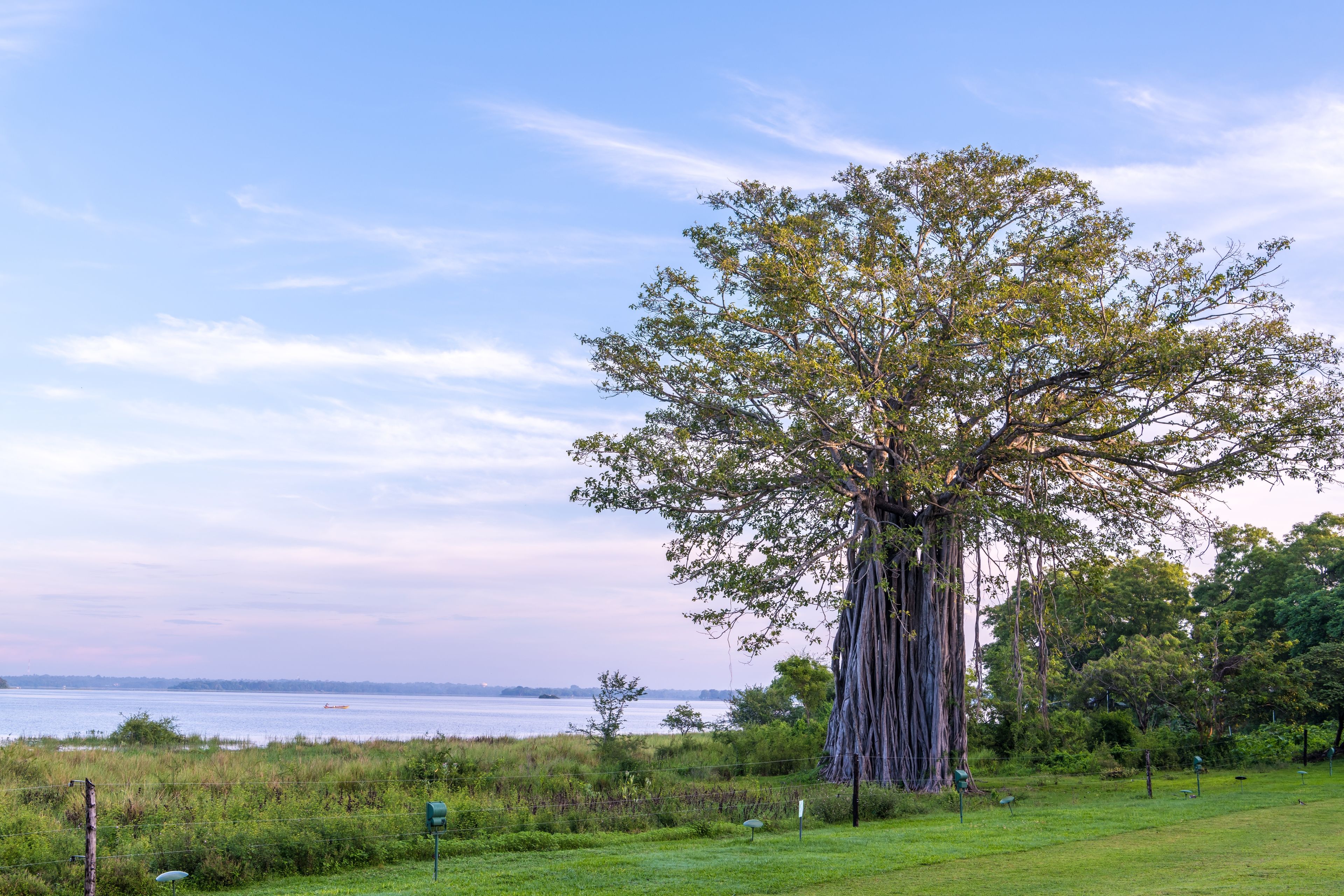 A large tree in a grassy area with a view of the water and a distant shoreline.