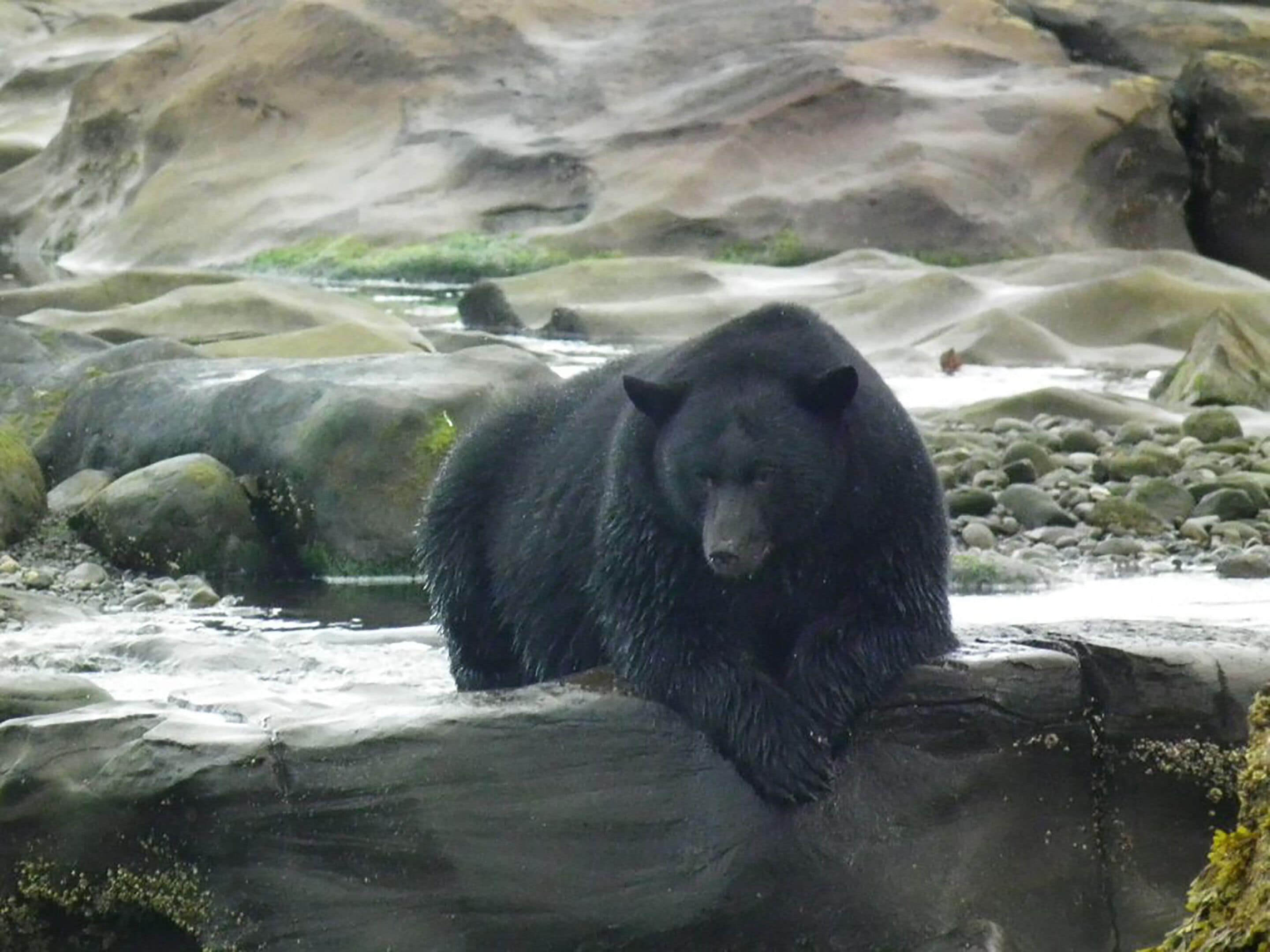 Een beer staat op een rots aan een rivier.