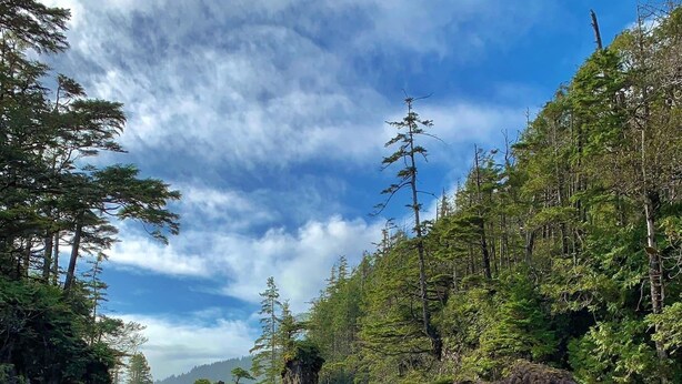 Un paisaje costero con afloramientos rocosos, un bosque denso y un cielo despejado.