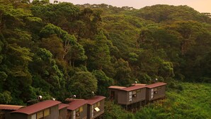 A forested area with elevated wooden cabins. - The Rainforest Ecolodge Sinharaja (Deniyaya)