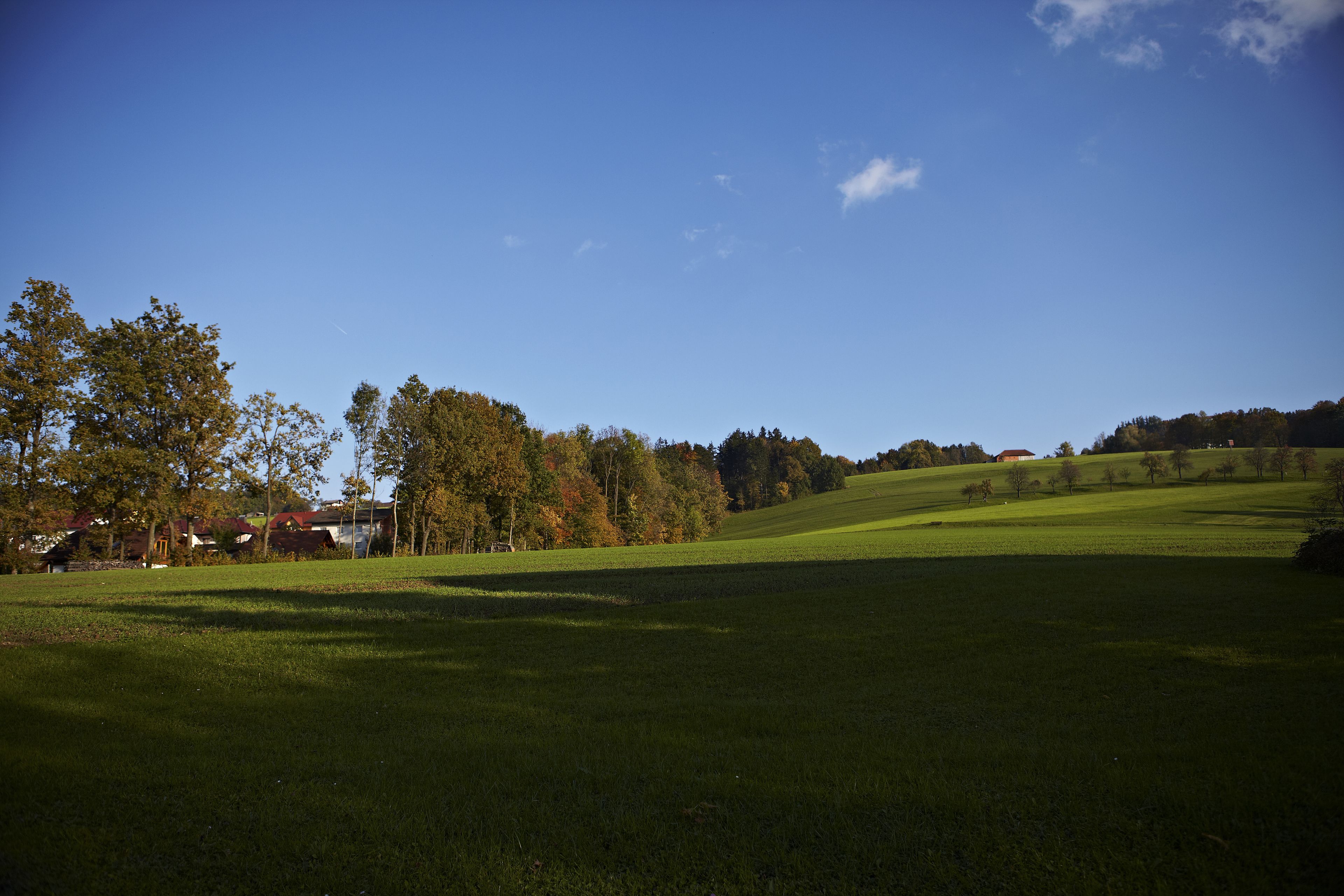 Eine Wiese mit Bäumen und Häusern im Hintergrund.