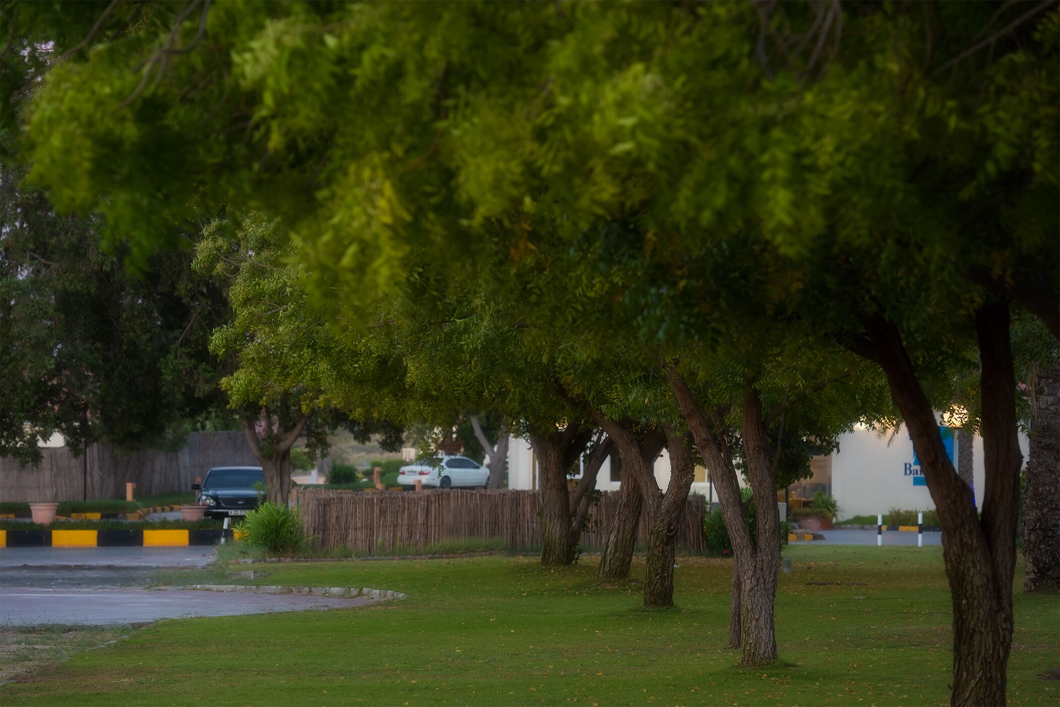 A grassy area with trees and a fence.