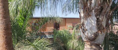 A courtyard with palm trees and a building with a flat roof.