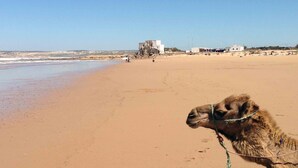 Un camello en una playa arenosa con edificios al fondo.
