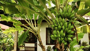 A house with a large banana tree in the front yard. - Bali Dream House (Karangasem)