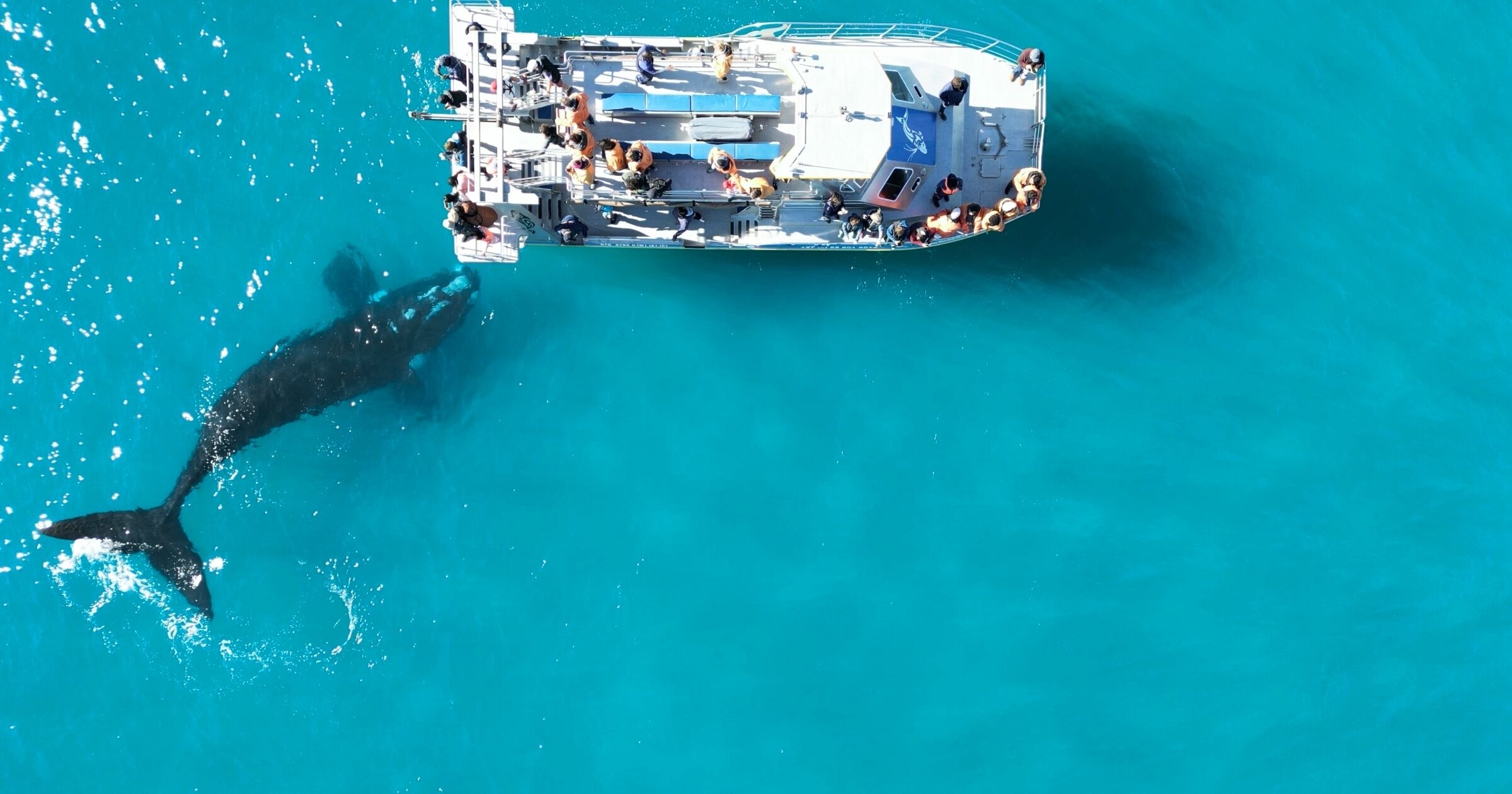 An aerial view of a boat with people on deck and a whale swimming nearby.