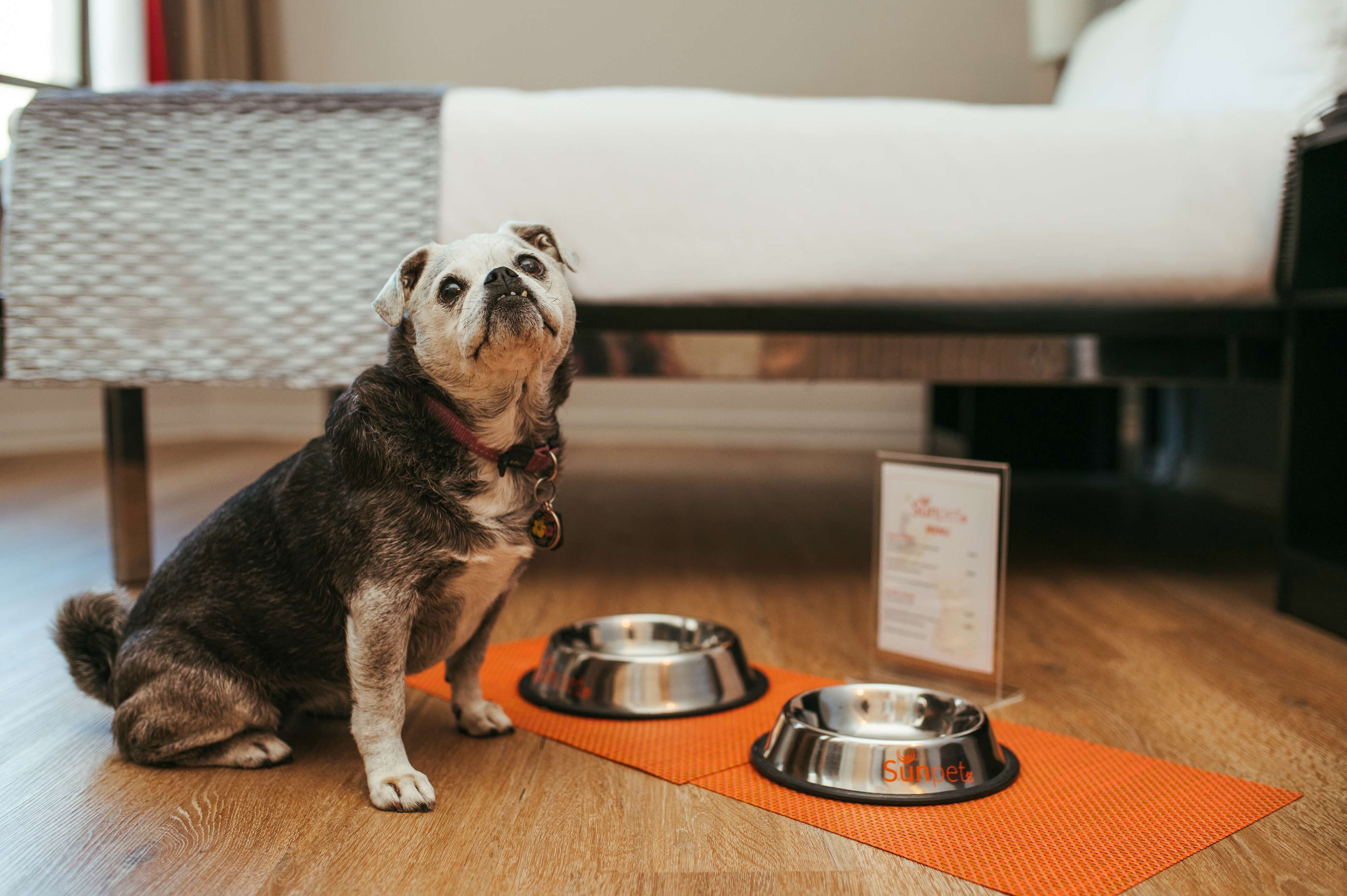 A dog sitting on a wooden floor with two metal bowls and an orange mat.