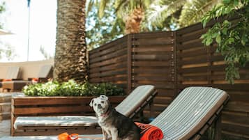 A dog sitting on a striped lounge chair with a red towel beside it, a wooden fence, and a palm tree in the background.