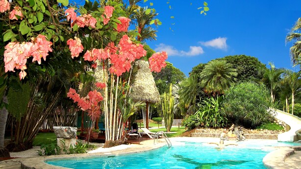 A swimming pool surrounded by lush greenery and a thatched-roof structure. - Flying Crocodile (Sámara)