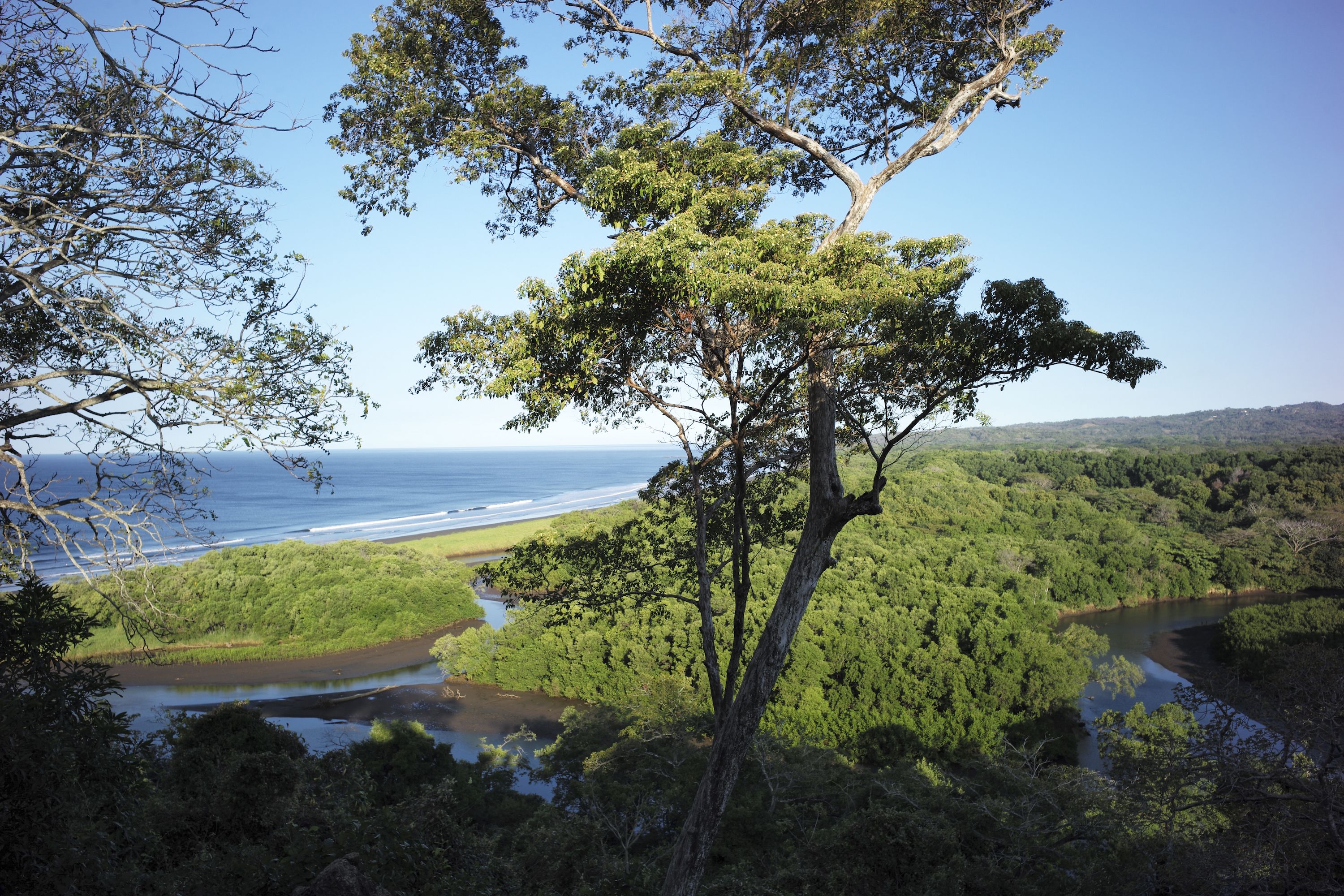 A coastal landscape with a prominent tree, a river, and a beach.