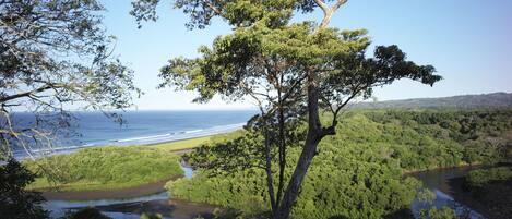 A coastal landscape with a prominent tree, a river, and a beach.